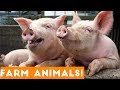 The Funniest Farm Animals Home Video Bloopers of 2018 Weekly Compilation | Funny Pet Videos