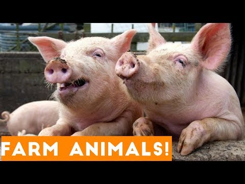 the-funniest-farm-animals-home-video-bloopers-of-2018-weekly-compilation-|-funny-pet-videos