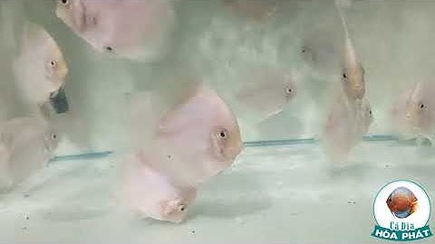 Cá Dĩa Bạch Ngọc - Cá Dĩa Trắng