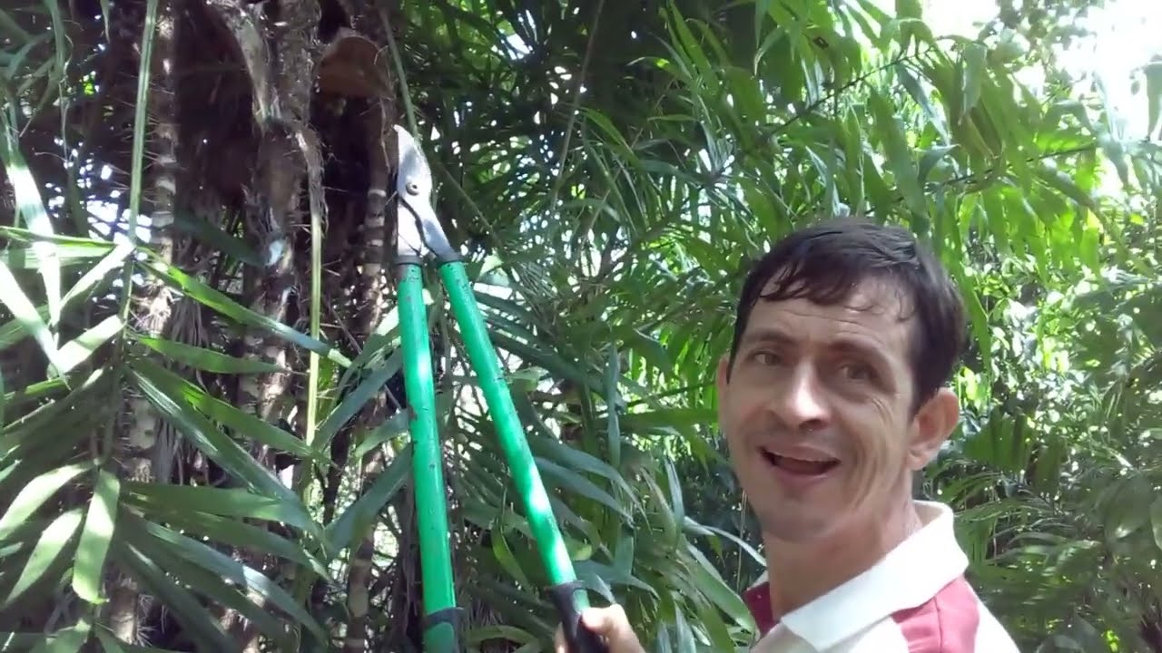 Tucum - a uva do cerrado! (Bactris setosa)