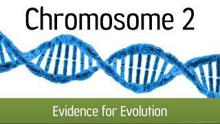 Chromosome 2 - Evidence for Human Evolution from Apes?