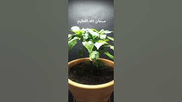 سبحان الله #راحة_نفسية #قران_كريم #تلاوة_خاشعة