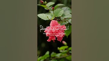 #اكسبلور ❤ |سورة المائدة| #محمد_اللحيدان 💙 #المصحف #راحة_نفسية 😇