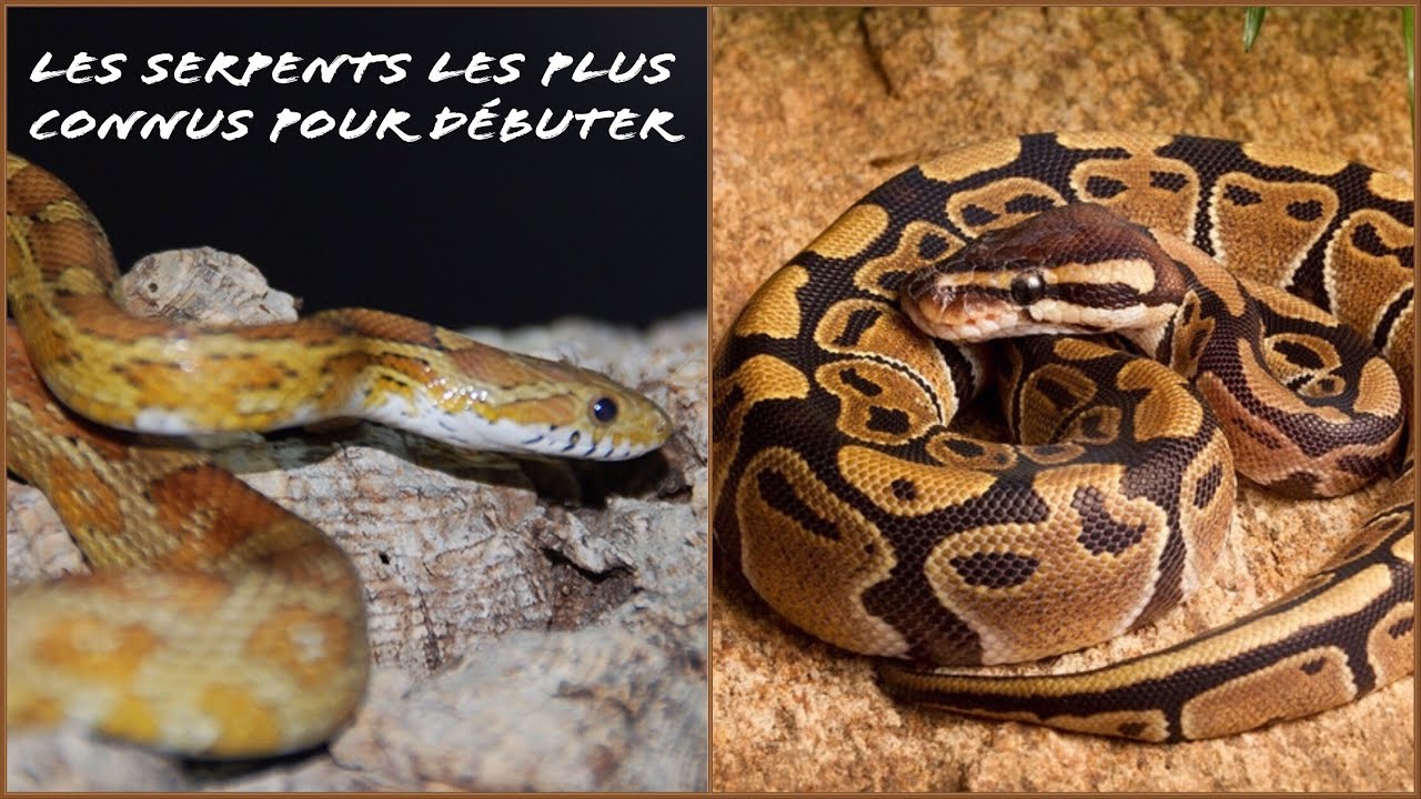 camera iphone 8 plus apk Python regius et pantherophis guttatus :serpents populaires des débutants présentation d’espèces #6