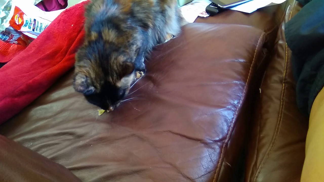 Cat eating chips YouTube