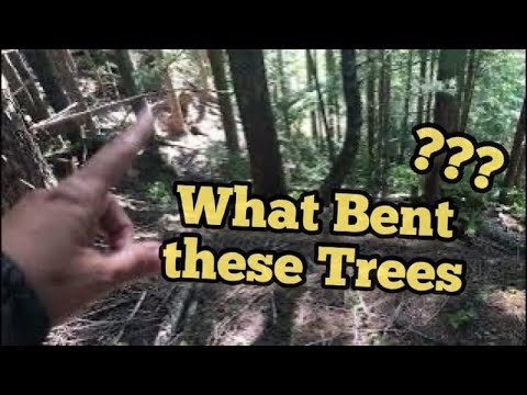 Why are these Trees Bent so Strangely ?? - YouTube