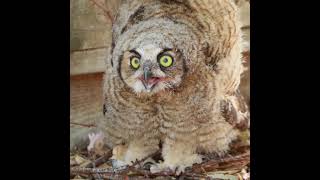 Great Horned Owlet Wants To Look Bigger And Scarier