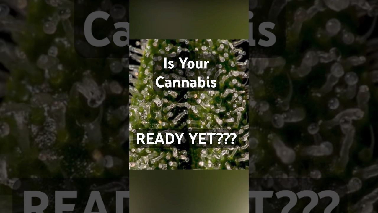 How To Know When Your Cannabis Is Ready For Harvest