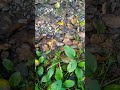 А ты смог увидеть квакушку? #animals #дальнийвосток #лягушки #маскировка