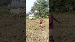 village farmer ️ #shorts #shortvideo #viral #farmer