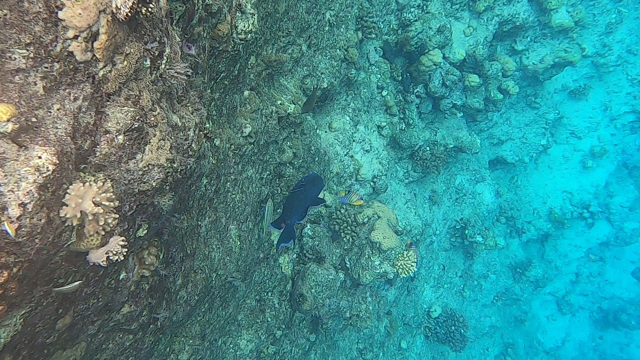 краснозубый спинорог - YouTube