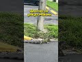 Драконы в Майами #сша #игуана #майами #санни #жизньвамерике