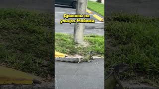Драконы в Майами #сша #игуана #майами #санни #жизньвамерике
