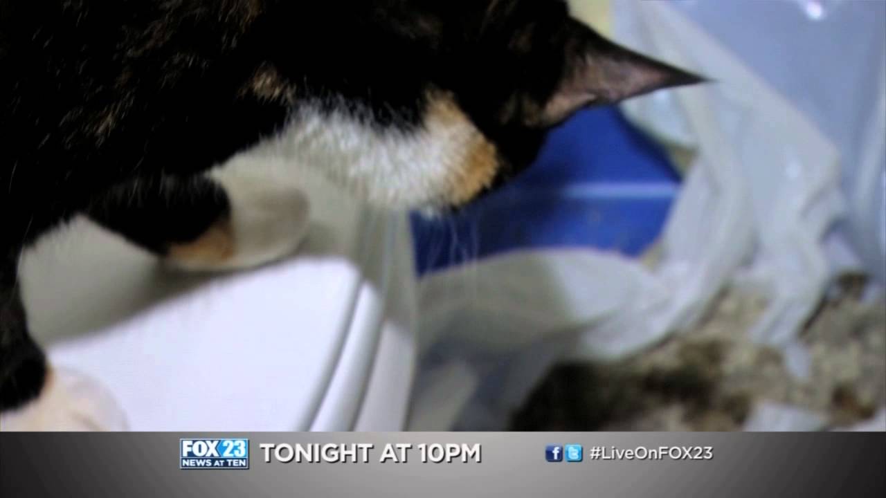 Dangerous Litter Boxes YouTube