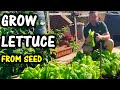Growing Lettuce: From Seed to Harvest
