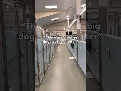 The Humane Society Irving Tx Effect How One Organization Is Changing Irving One Animal At A Time