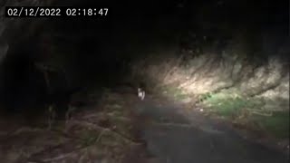 видео: 30 Самых Пугающих Видео о Кемпинге со Всего Интернета картинка: 30 Самых Пугающих Видео о Кемпинге со Всего Интернета