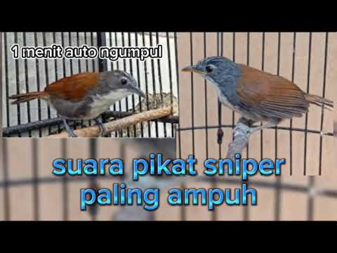 Suara pikat burung sniper paling ampuh sejagat dijamin lengket #suarapikatburung #kicaumania