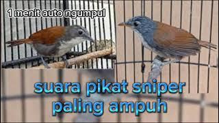 Suara pikat burung sniper paling ampuh sejagat dijamin lengket #suarapikatburung #kicaumania