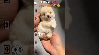 Ranking CUTEST Puppy Moments! Aww Alert 🥺 #shorts