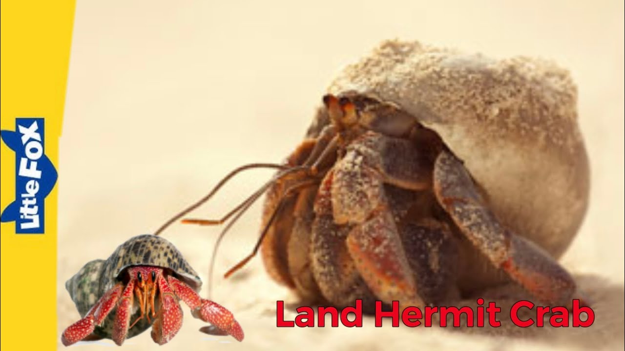 Meet the Animals | Land Hermit Crab | Crustaceans | Stories for  Kindergarten (Anniversary Edition) - YouTube