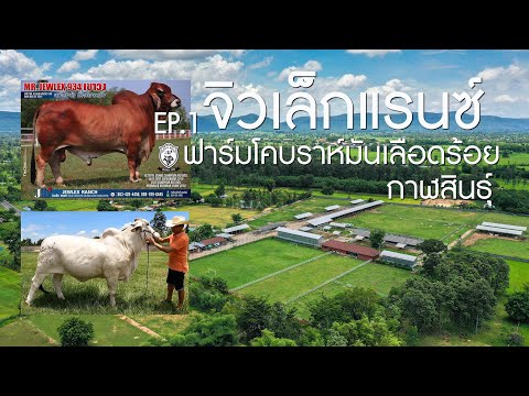 EP.1แวะชม จิวเล็กแรนซ์ (ฟาร์มโคบราห์มันเลือดร้อย) กาฬสินธุ์