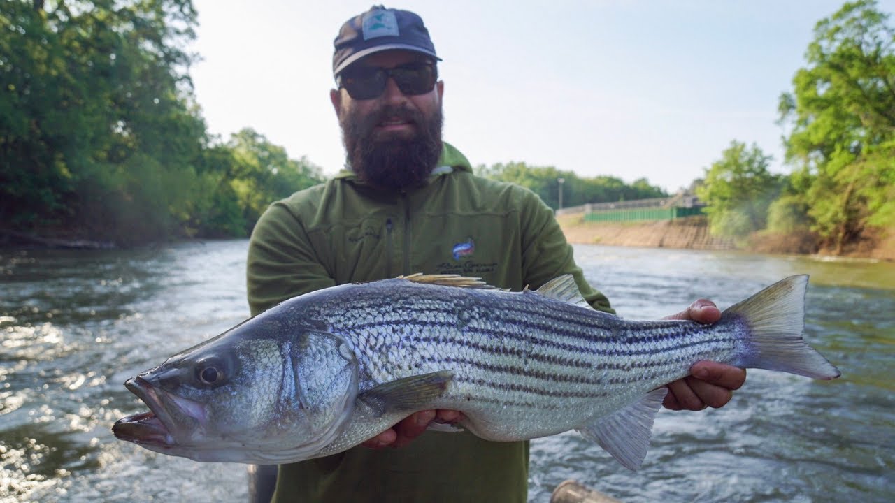 Epic Striper Fishing in SHALLOW FAST WATER (Weldon, North Carolina fishing  at its best) 