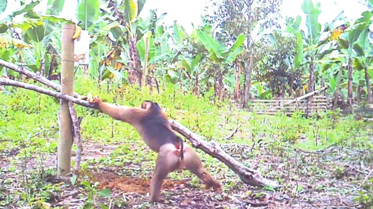 🔴Эта обезьяна ловит ловушки умнее длиннохвостой обезьяны.