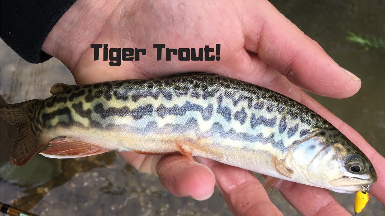 Rare Catch while Trout Fishing! 