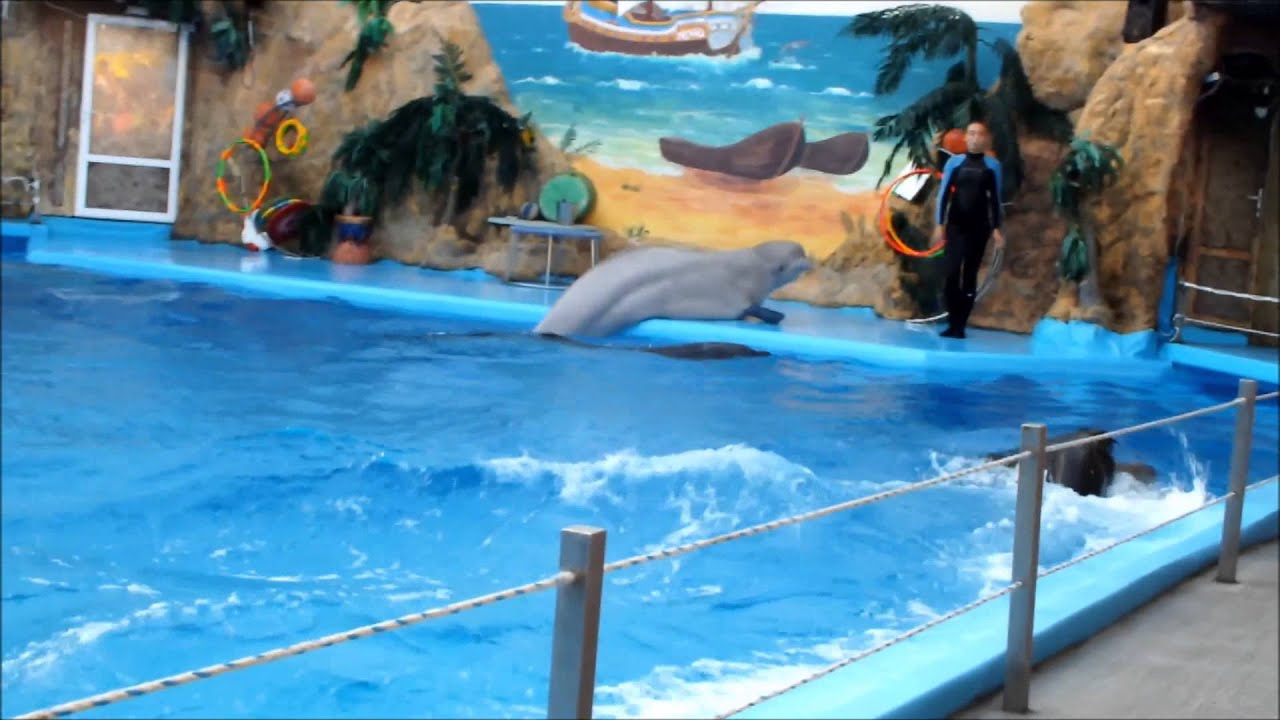 Odessa Nemo Dolphinarium Ukraine - YouTube
