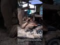 Fast Industrial Machine Grinding and Processing Raw Coconut Husks  #coconut #machinery #agriculture