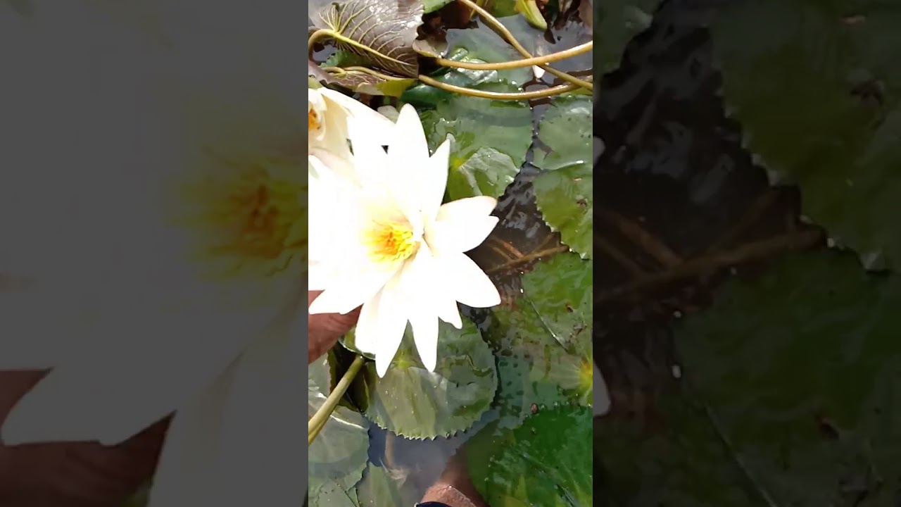 Kokoweli kumudini flowers and their fruits YouTube