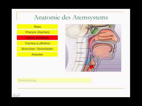 Video: Definition, Anatomie Und Anatomie Des Navikularknochens - Körperkarten