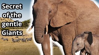 Discover the Secrets of the GENTLE GIANTS !