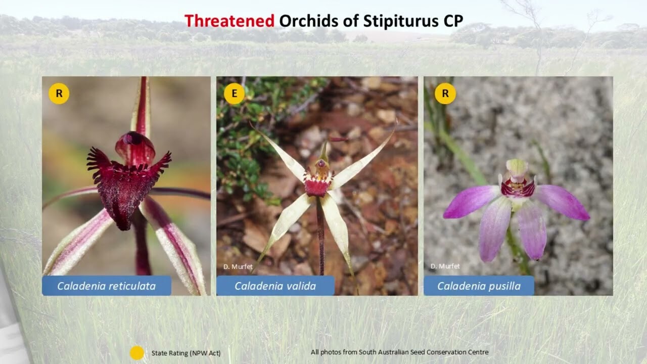Hydrological Restoration of Glen Shera Swamp (Stipiturus)