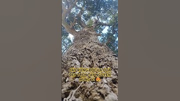 CÂY RỪNG ĐỘC LẠ QUÁ ĐẸP TRÊN TÂY NGUYÊN HÙNG VĨ ĐẮK LẮK.