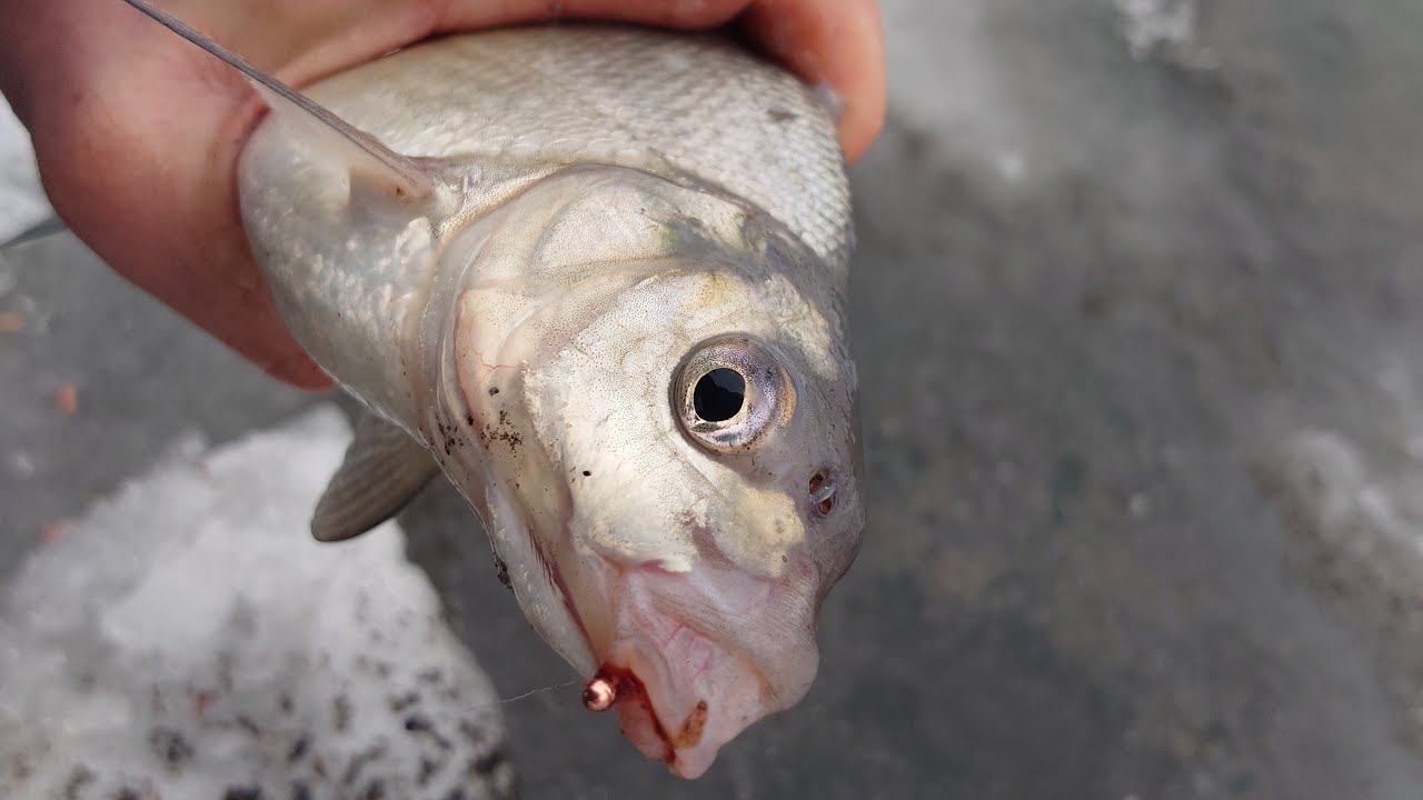 Риба з чорної діри, зимова рибалка