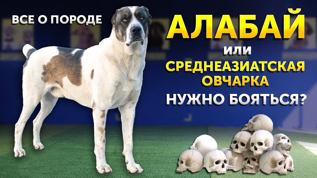 Все о породе Среднеазиатская овчарка или Алабай | Особенности воспитания | Как жить с САО