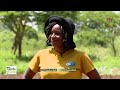 Discover the enthralling world of groundnut farming in Uganda | SEEDS OF GOLD Mp3 Song