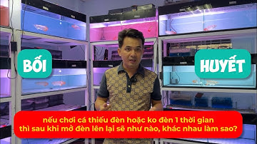 Giữa BỐI và HUYẾT nếu thiếu đèn trong 1 thời gian thì sau khi mở đèn lại 2 loại này sẽ thay đổi ntn?
