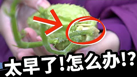 冬天佛手瓜出芽了怎麼辦？ - 天天要聞