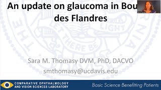 Glaucoma in Bouvier des Flandres (2023)