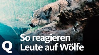Experiment: Wenn du dem Wolf im Wald begegnest ... | Quarks