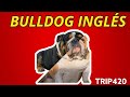 BULLDOG INGLÉS