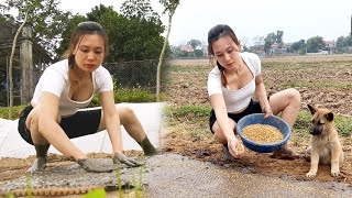 How to sow rice seeds in green fields - Take care of the farm Cooking banana cake | Ngân Daily Life