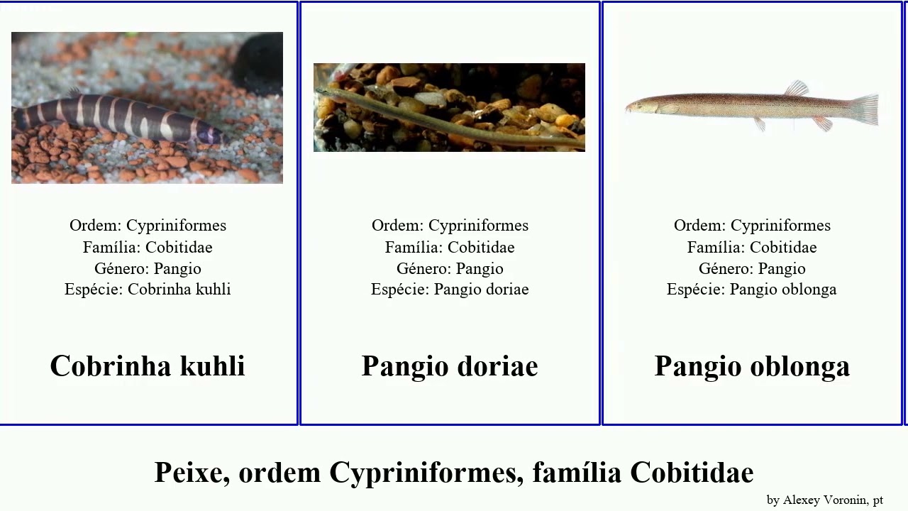 Peixe, ordem Cypriniformes, família Cobitidae fish oblonga Pangio Sabanejewia Cobitis Patrick
