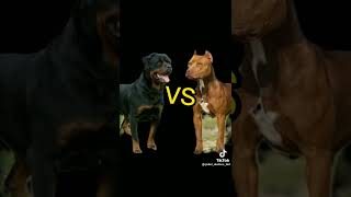 Rottweiler vs Pitbull #shorts #dog #rottweiler #pitbull