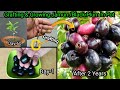 How to grow jamun from seed  grafting in jamun plant with 2 years updates