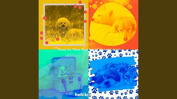 Alluring Backdrops for Relaxing Your Dog