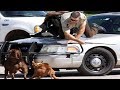 Dogs Chasing People. Funny moments 2020.